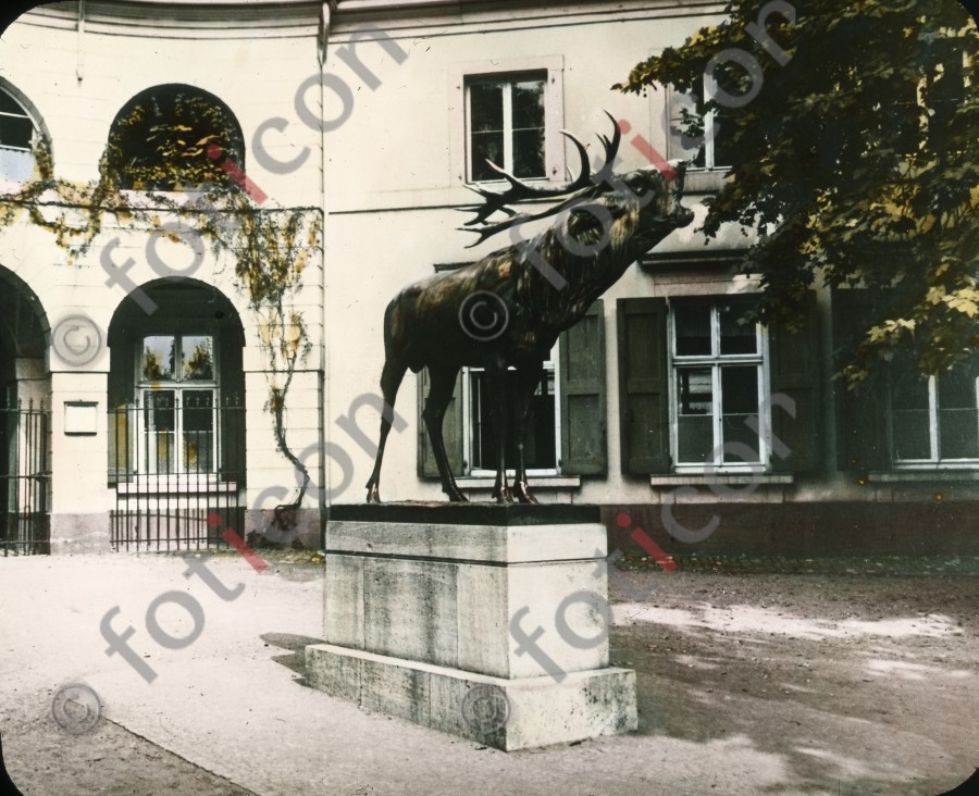 Der röhrende Hirsch ; The stag - Foto foticon-600-simon-duesseldorf-340-048.jpg | foticon.de - Bilddatenbank für Motive aus Geschichte und Kultur